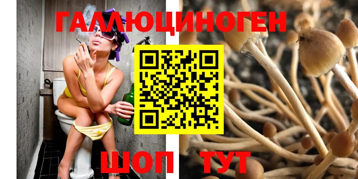 Галлюциногенные грибы Psilocybine cubensis Псков
